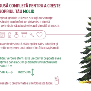 Trusa completa pentru a creste propriul tau - Molid | Monora