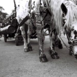 3 Filme foto - Lady Grey B&W 400 ISO 35mm | Lomography