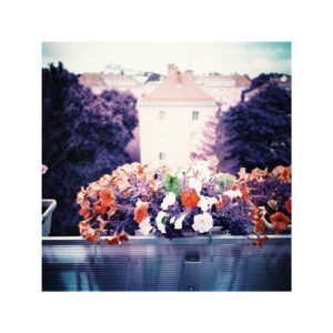 Film negativ color 120 - Lomography Lomochrome Purple XR 100-400 | Lomography